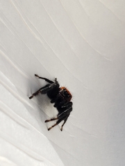 Phidippus cardinalis