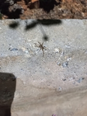 Pardosa pseudoannulata