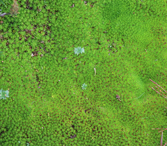 Abrotanella forsteroides