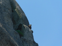 Geranoaetus melanoleucus