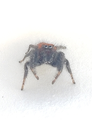 Phidippus cardinalis