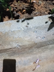 Pardosa pseudoannulata