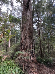 Eucalyptus brevistylis