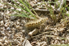 Pygarctia roseicapitis