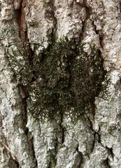 Frullania eboracensis