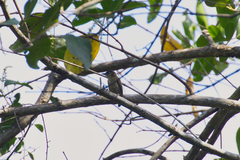 Picumnus olivaceus