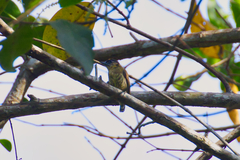Picumnus olivaceus