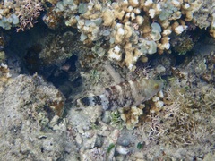 Cheilinus trilobatus