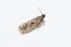 Cryptaspasma sordida