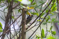 Sporophila corvina