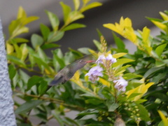 Cynanthus latirostris
