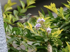 Cynanthus latirostris