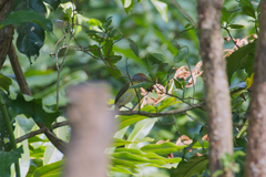 Cyclarhis gujanensis