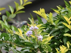 Cynanthus latirostris