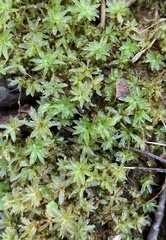 Atrichum undulatum