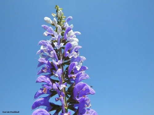 Berber Clary (Salvia barrelieri)