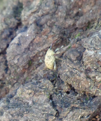 Curculio