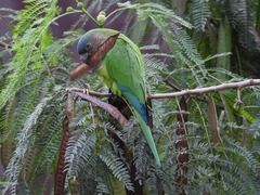 Eupsittula pertinax