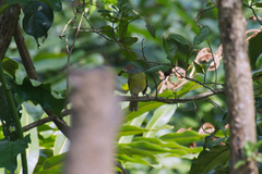 Cyclarhis gujanensis