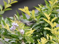 Cynanthus latirostris
