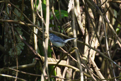 Polioptila bilineata