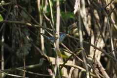 Polioptila bilineata