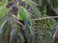 Eupsittula pertinax
