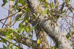 Melanerpes hoffmannii