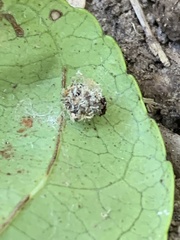 Pompiloidea