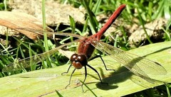Sympetrum internum