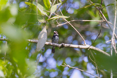 Sporophila corvina