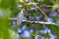 Sporophila corvina
