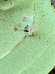 Pompiloidea