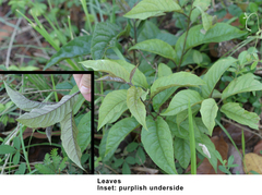 Embelia tsjeriam-cottam