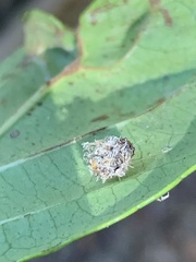Pompiloidea