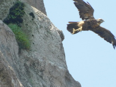 Geranoaetus melanoleucus