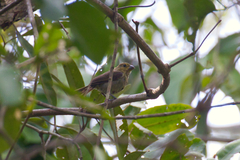 Sporophila
