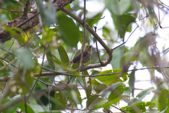 Sporophila