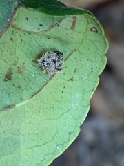 Pompiloidea