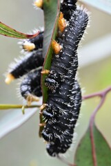 Perga affinis