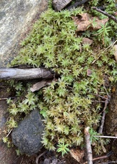 Atrichum undulatum