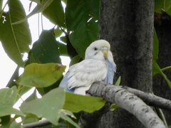 Melopsittacus undulatus domesticus