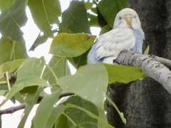 Melopsittacus undulatus domesticus