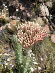 Syncarpha milleflora