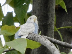 Melopsittacus undulatus domesticus