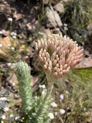 Syncarpha milleflora