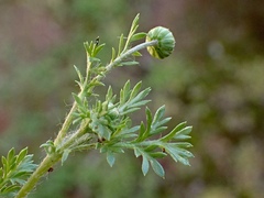 Cotula australis