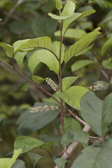 Embelia tsjeriam-cottam