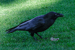 Corvus coronoides