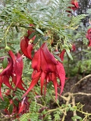 Clianthus puniceus